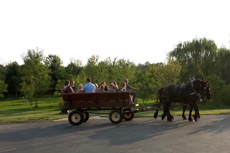Horse-drawn carriage at Young People's Dinner Sep 2015
